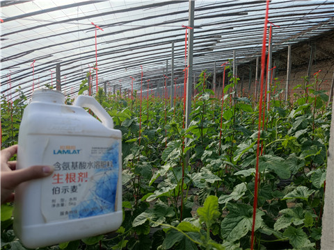 水溶肥，拉姆拉，翠姆