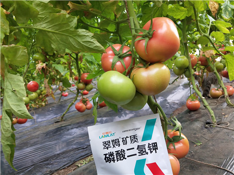 磷酸二氫鉀，拉姆拉，翠姆