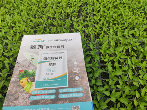 水溶肥，拉姆拉，翠姆