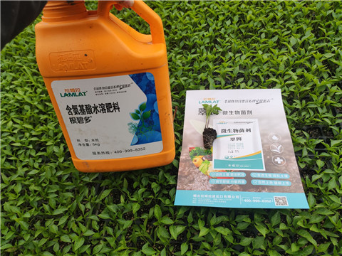 水溶肥，拉姆拉，翠姆