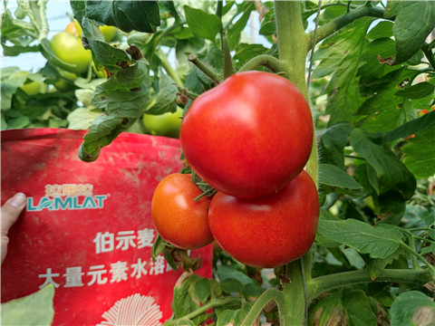 水溶肥，拉姆拉，伯示麥 