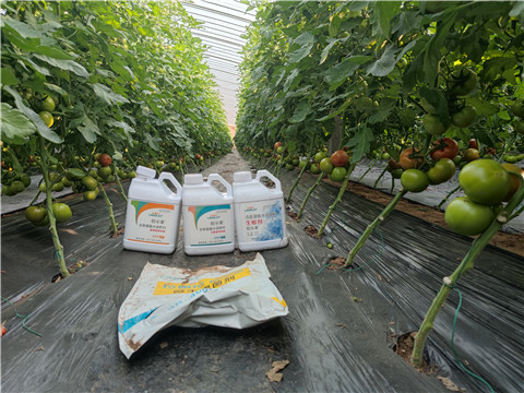 水溶肥，拉姆拉，伯示麥 