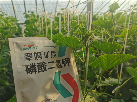 水溶肥，拉姆拉，翠姆