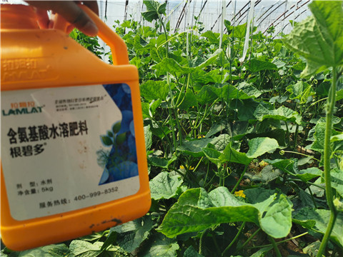 水溶肥，拉姆拉，翠姆