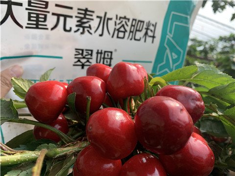 水溶肥，拉姆拉，翠姆