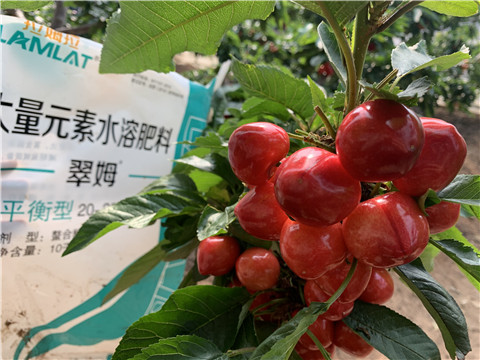 水溶肥，拉姆拉，翠姆