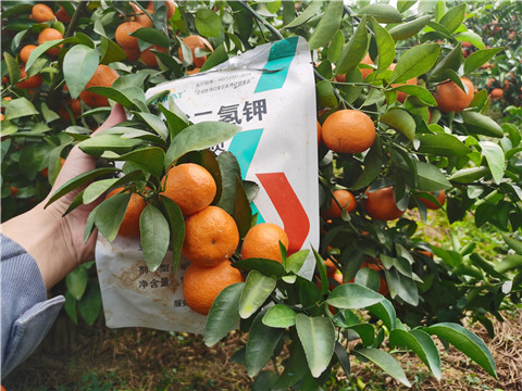 葉面肥，拉姆拉，翠姆