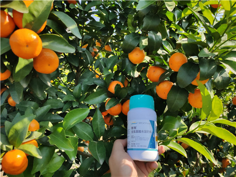 葉面肥，拉姆拉，翠姆