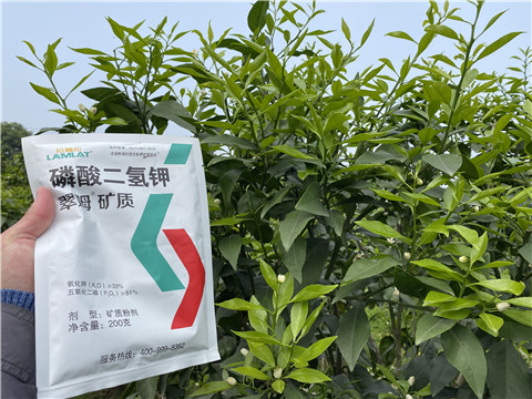 葉面肥，拉姆拉，翠姆