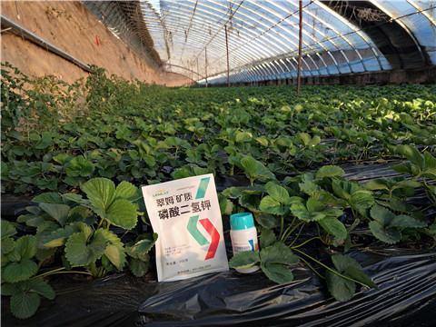 草莓施肥管理，拉姆拉，翠姆