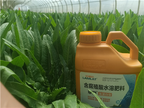 沖施肥，拉姆拉，翠姆