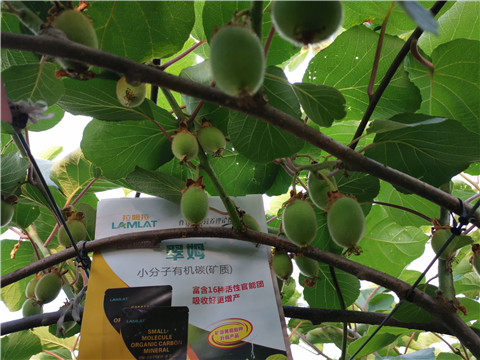 水溶肥，拉姆拉，翠姆