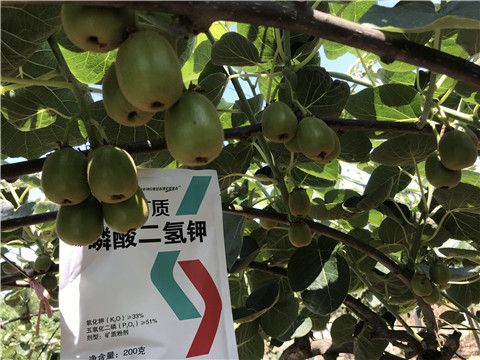 水溶肥，拉姆拉，翠姆