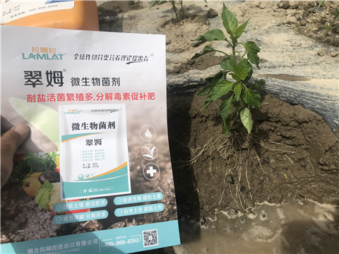 辣椒，拉姆拉，翠姆