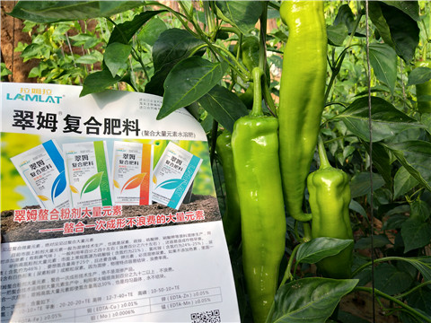 辣椒，拉姆拉，翠姆