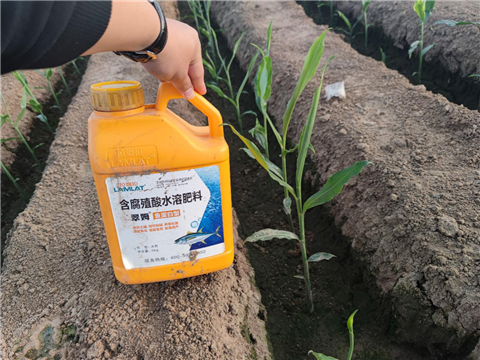 大姜，拉姆拉，翠姆