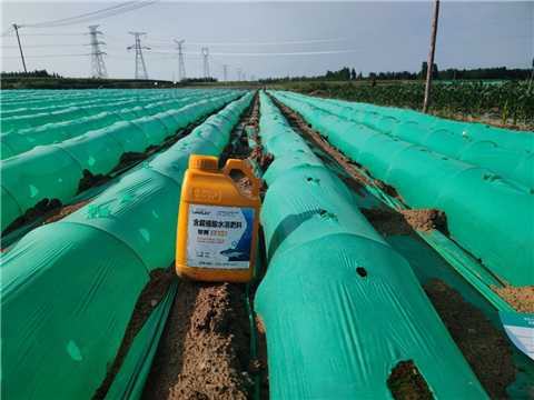 大姜，拉姆拉，翠姆