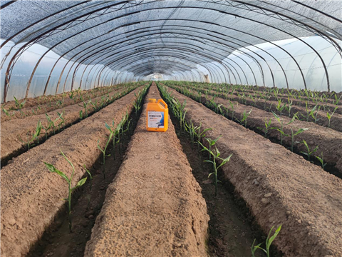 大姜，拉姆拉，翠姆