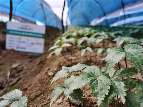 水溶肥，拉姆拉，翠姆