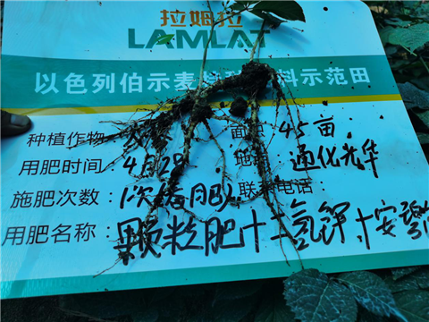 水溶肥，拉姆拉，翠姆