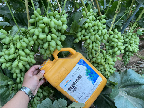 生根劑，翠姆，拉姆拉