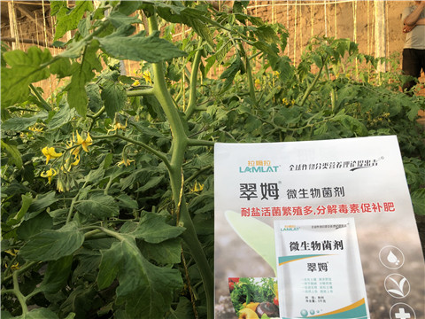 微生物菌劑，翠姆，拉姆拉