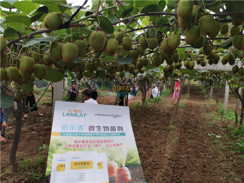 生根劑，翠姆，拉姆拉