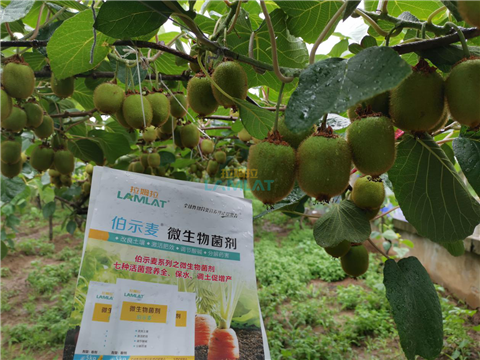 生根劑，翠姆，拉姆拉