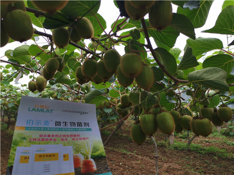 水溶肥，伯示麥，拉姆拉