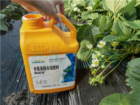 水溶肥，拉姆拉，翠姆