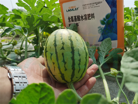 水溶肥，拉姆拉，翠姆