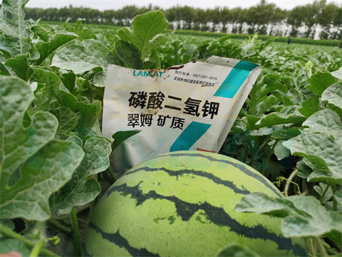 水溶肥，拉姆拉，翠姆