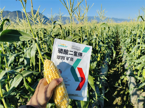 進(jìn)口水溶肥,甜脆玉米種植,翠姆水溶肥